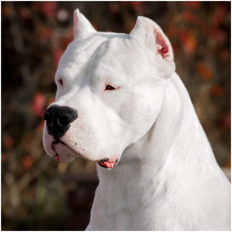 20 Most Expensive Dog Breeds