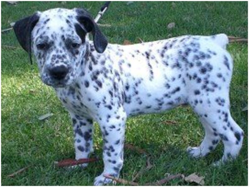 30 Of The Most Expensive Mixed Breed Dogs In The World worldtravelling