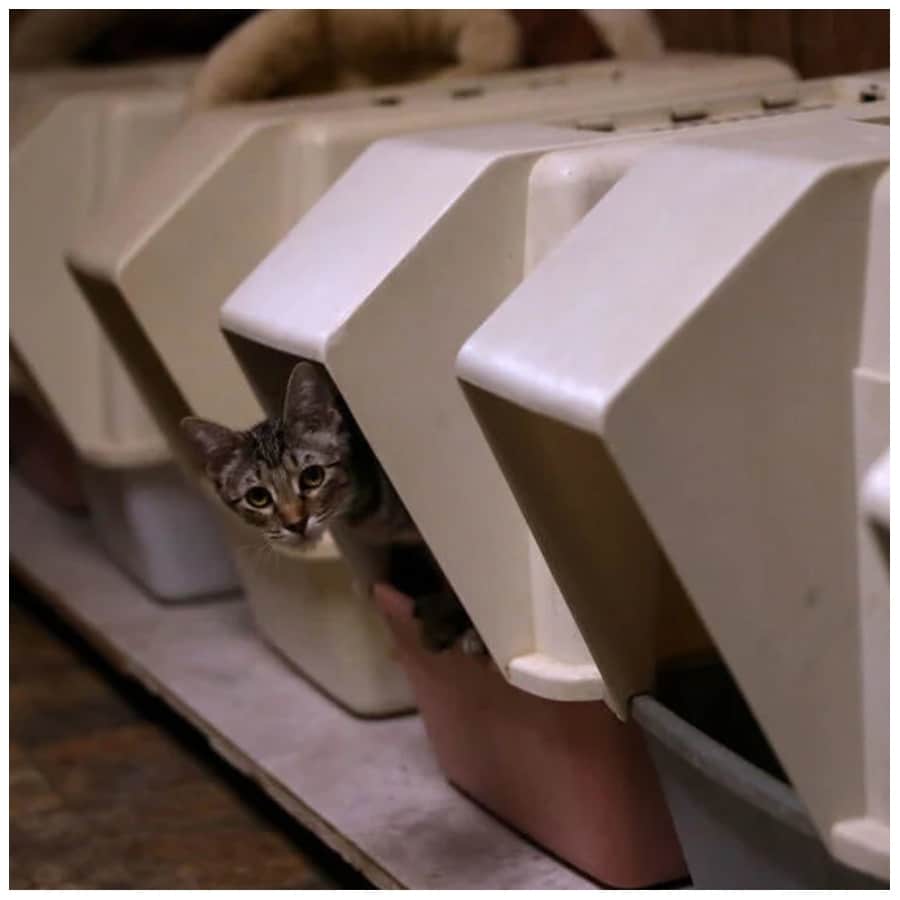 Purrfect Insights 30+ Amazing Cat Facts for Feline Fans avocadoposts