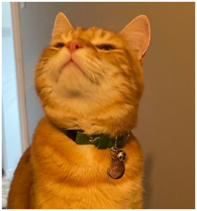 34 TriedandTrue Cat Hacks to Keep Both You and Your Feline Friend