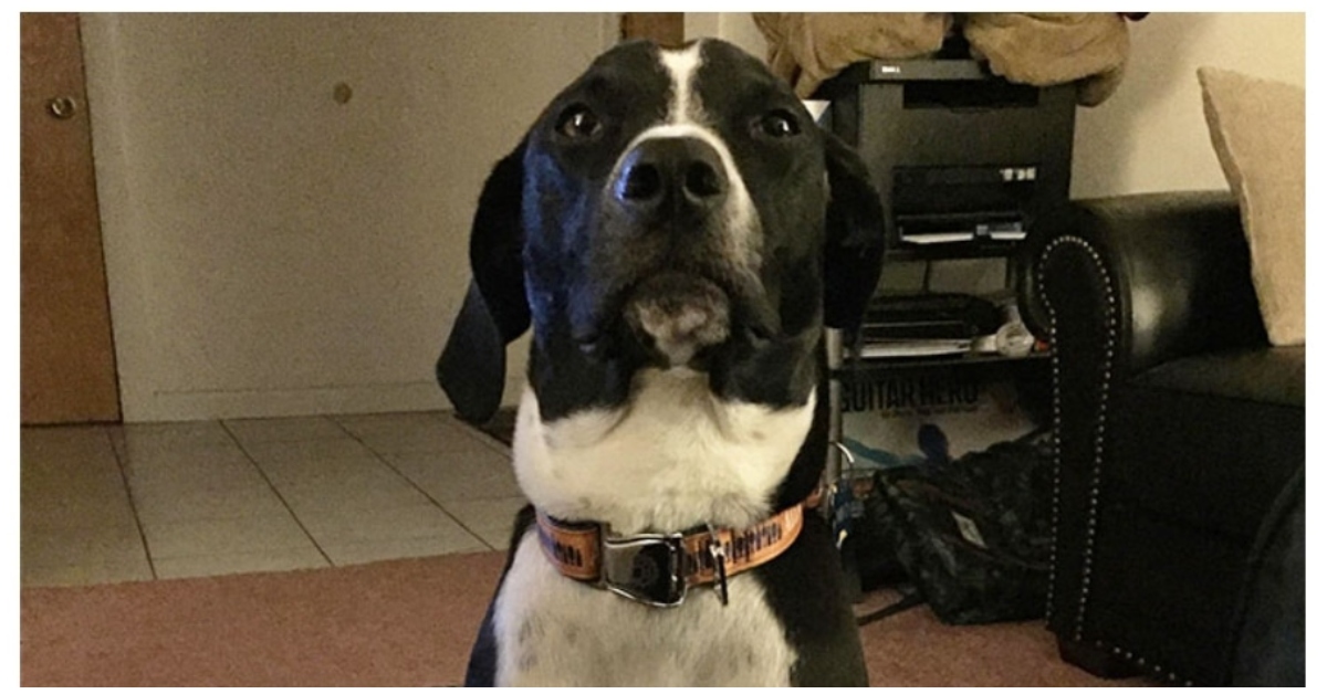 30 Heroic Acts Dogs Have Done To Help Humans